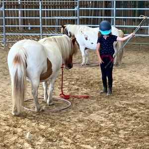 comuniction avec le cheval