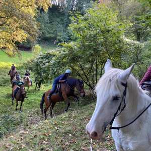 balade en forêt de Verdun