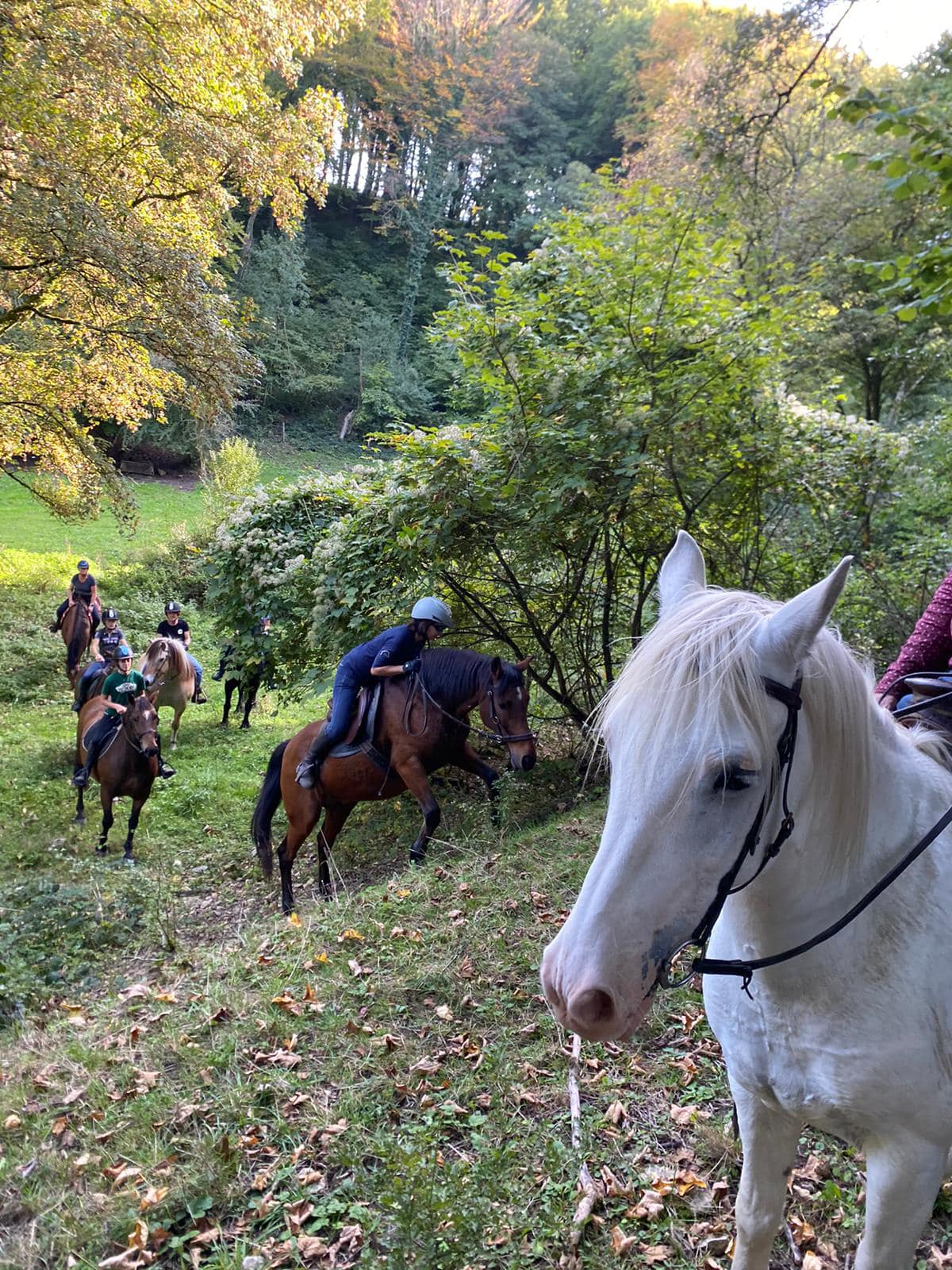 balade en forêt de Verdun