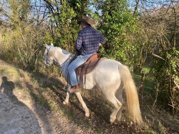cheval de ranch