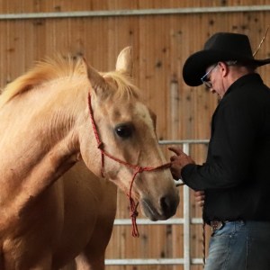Mumurez à l'oreille du cheval