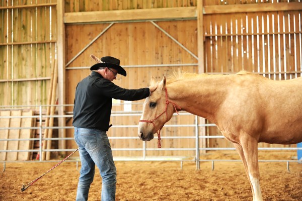 Murmurer à l'oreille des chevaux