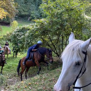 balade en forêt de Verdun