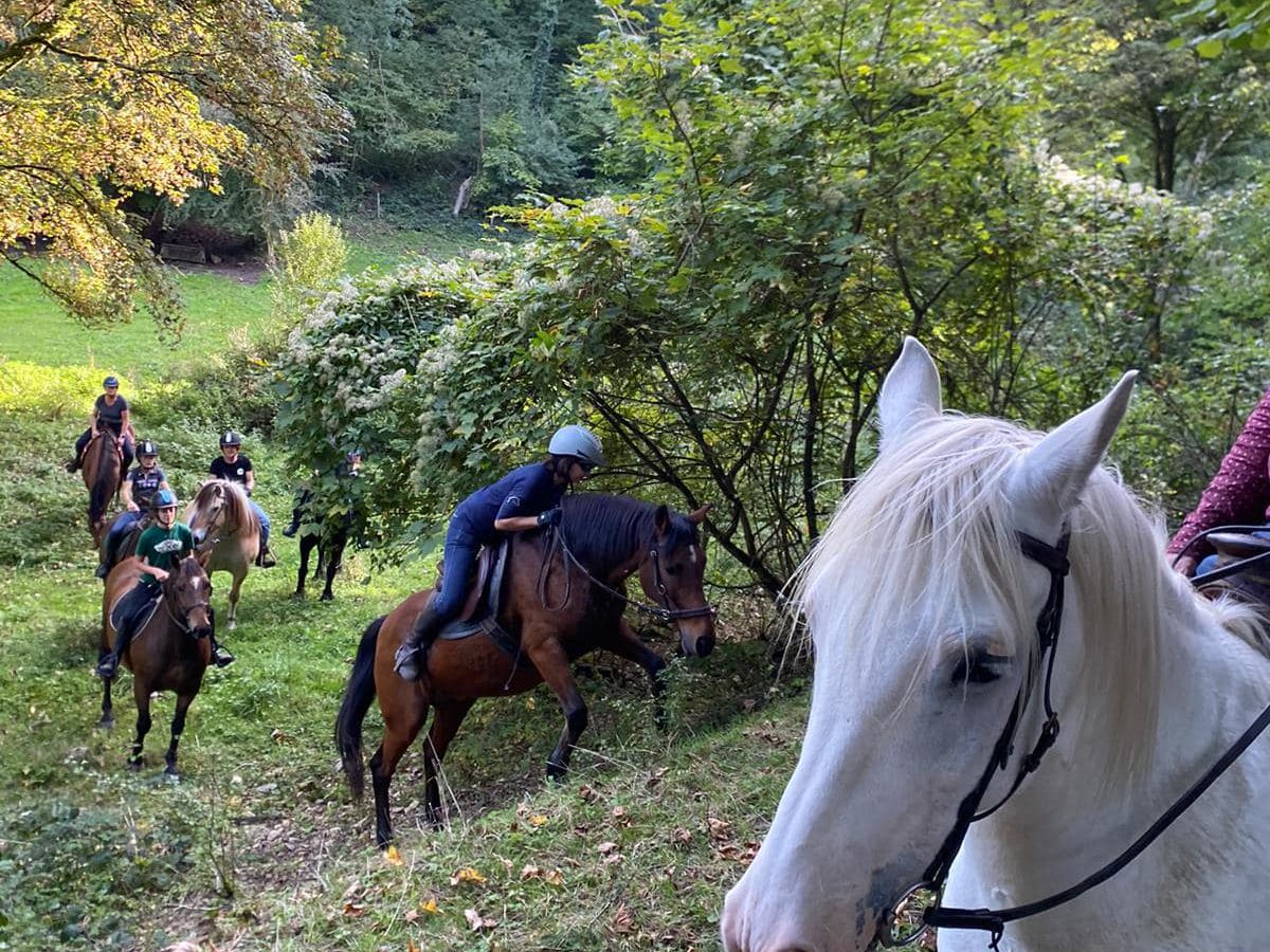 balade en forêt de Verdun