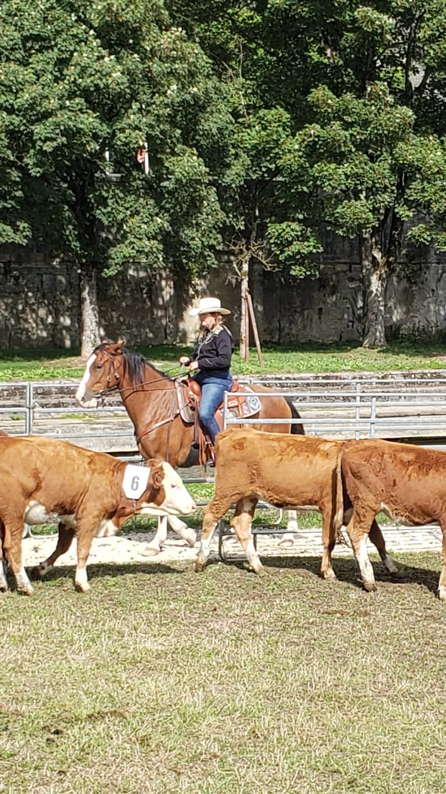 Stage Ranch Bétail