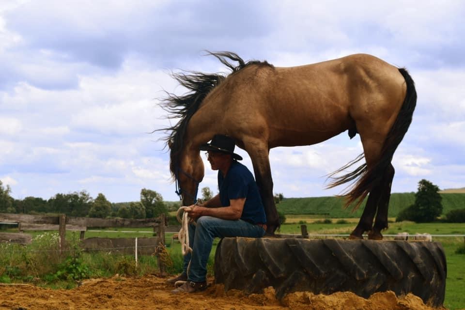 Stage établir une bonne relation avec son poulain