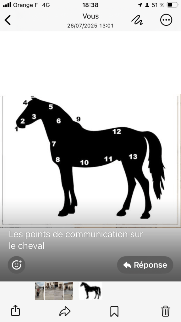 Communiquer avec le cheval par les points d’intention et les 4 I