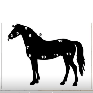 Apprendre à communiquer avec le cheval par les points d’intention