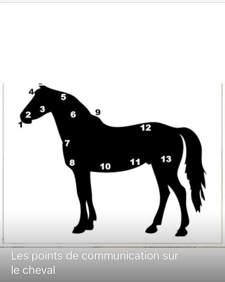 Apprendre à communiquer avec le cheval par les points d’intention