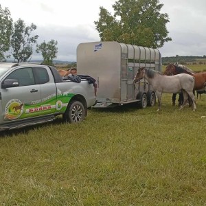 Participation transport du cheval