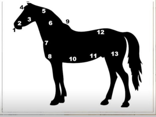 LA COMMUNICATION AVEC LE CHEVAL